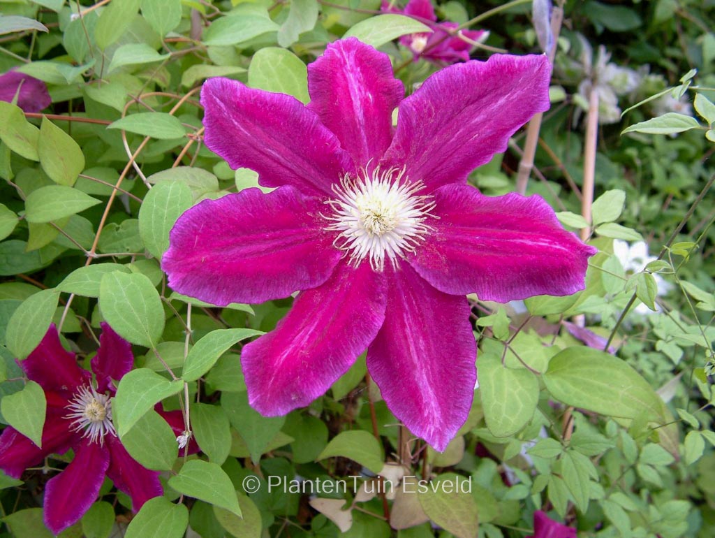 Clematis ‚Hania‘