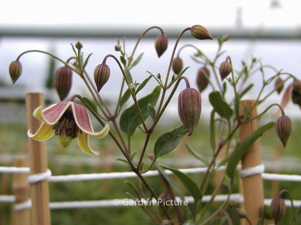 Clematis ‚Harry Smith‘