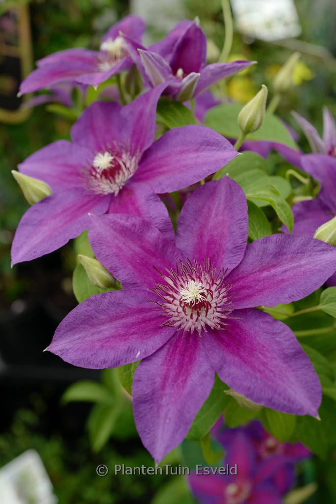 Clematis ‚Have Fun‘