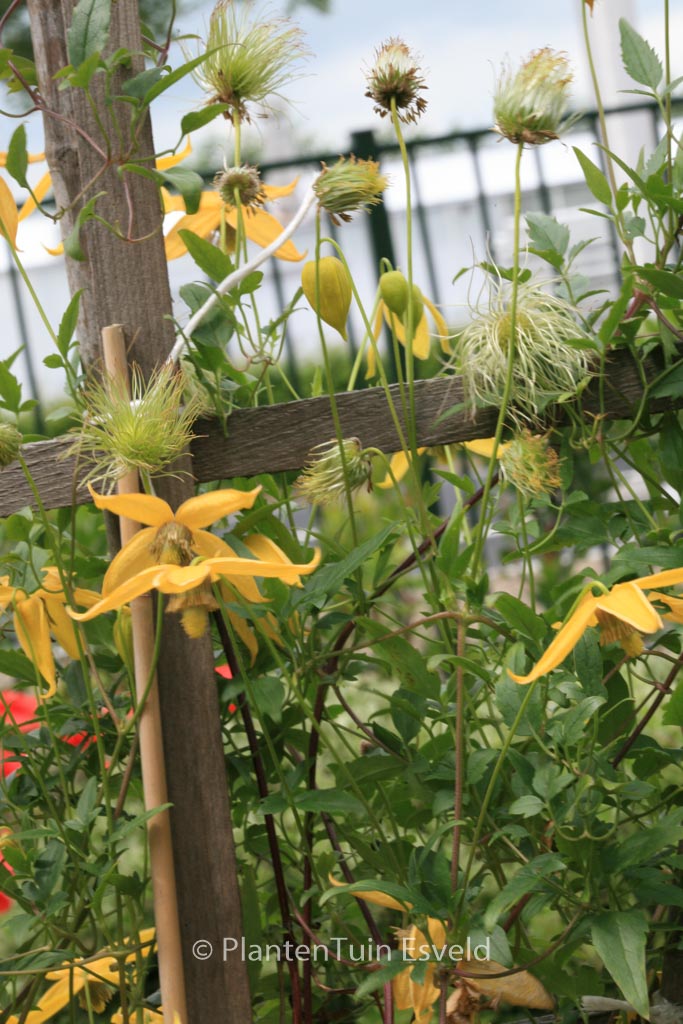 Clematis ‚Helios‘