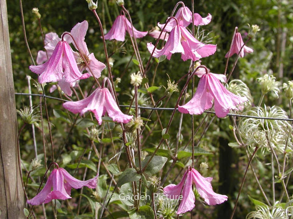 Clematis ‚Hendryetta‘