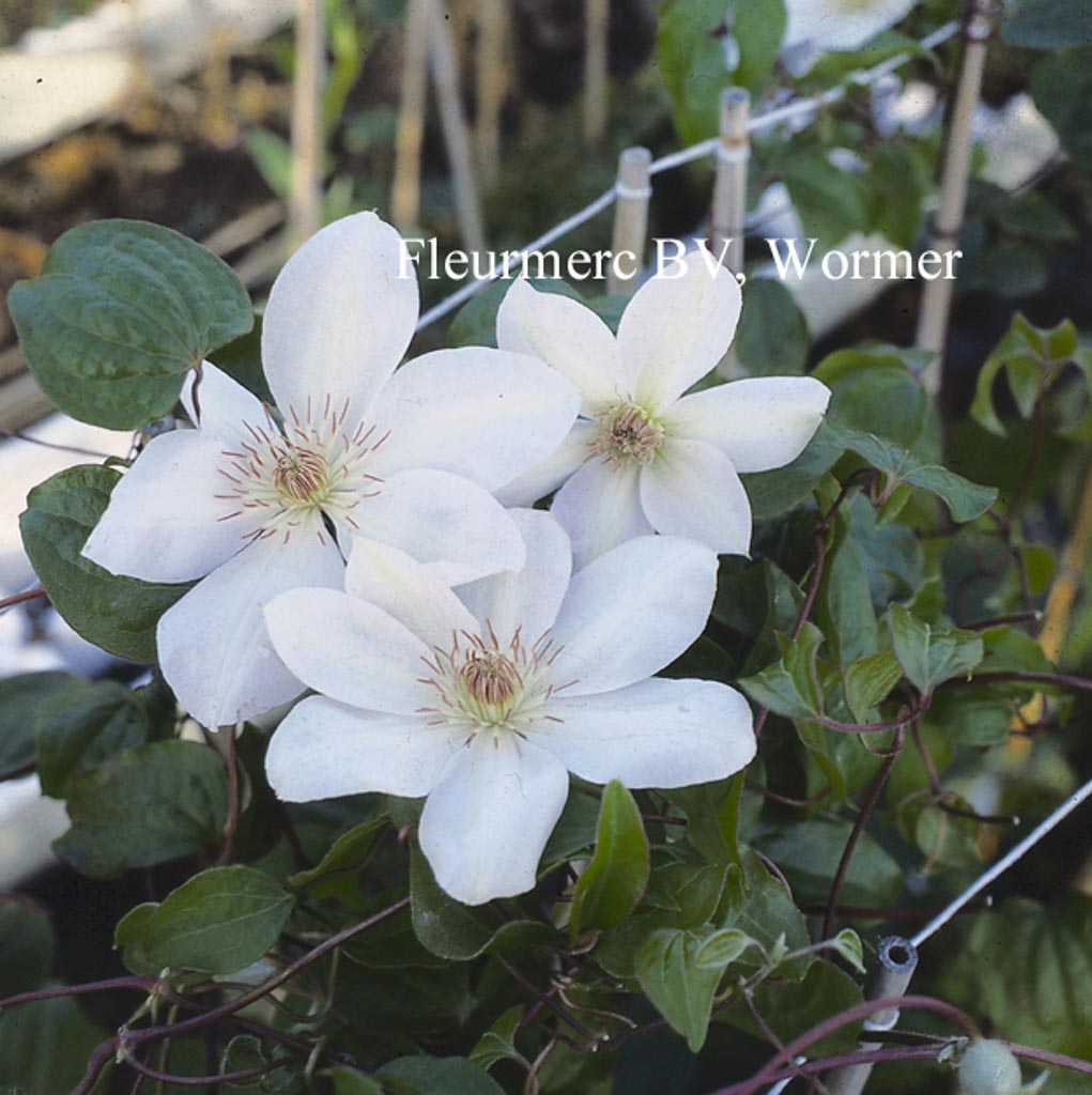 Clematis ‚Henryi‘