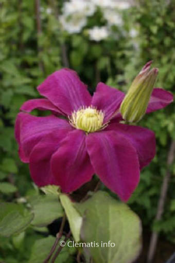 Clematis ‚Hoshi-no-flamenco‘