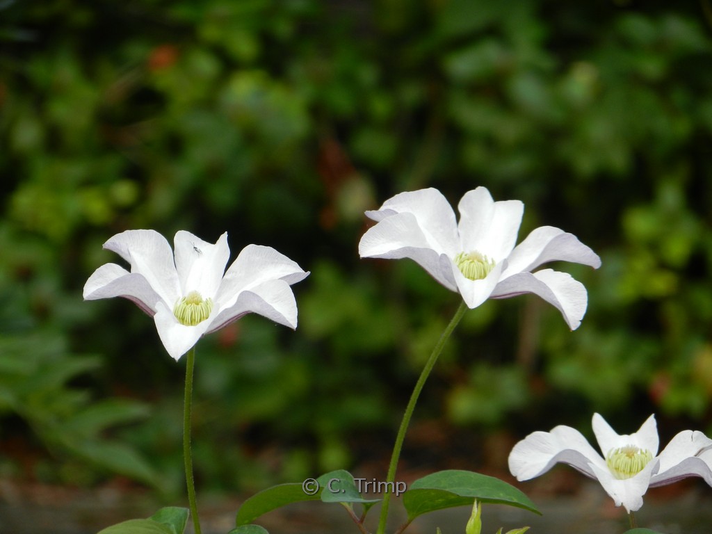 Clematis ‚Huldine‘