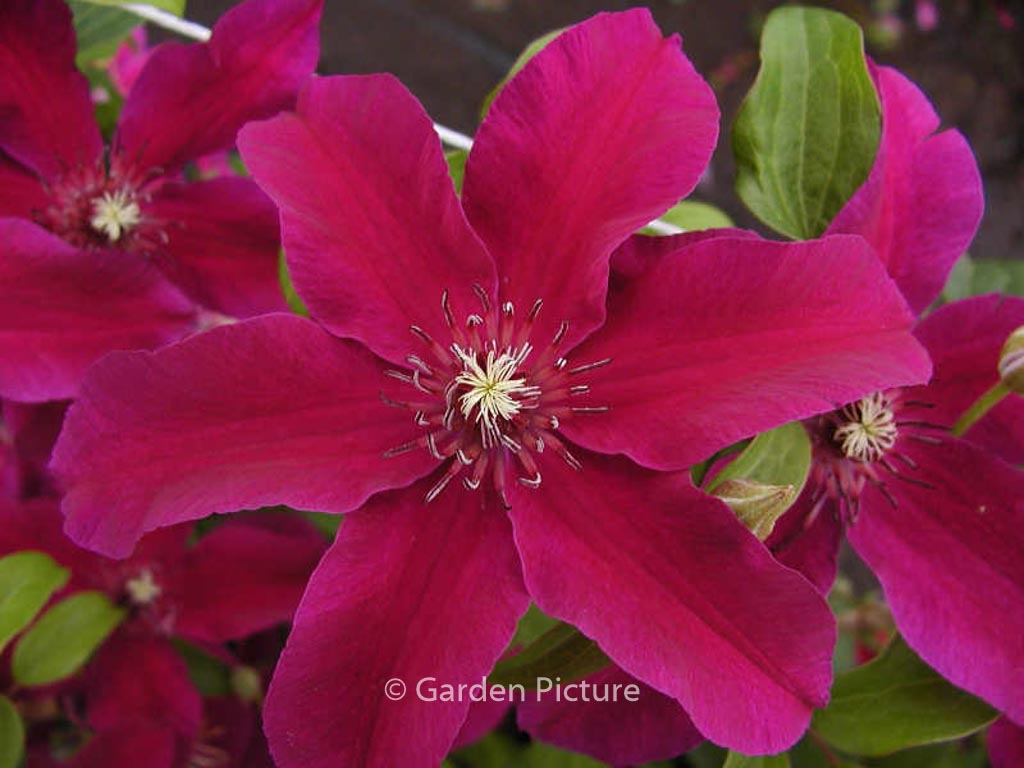Clematis ‚Huvi‘