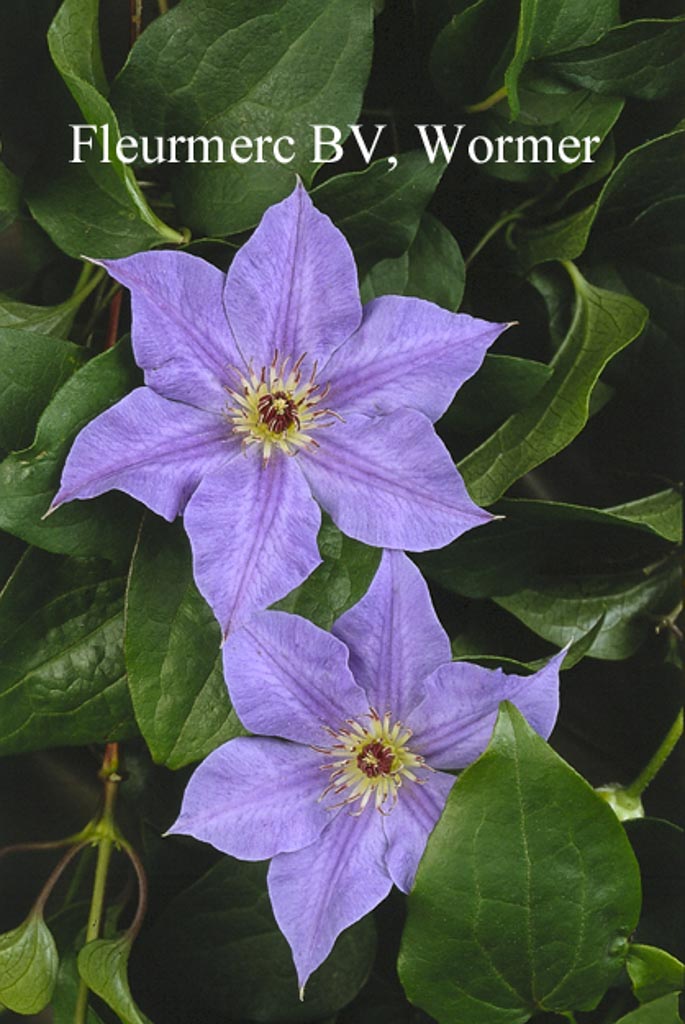 Clematis ‚Hybrida Sieboldii‘