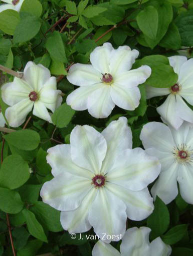 Clematis ‚Ibi‘
