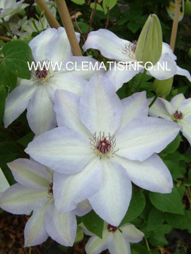 Clematis ‚Ivan Olsson‘