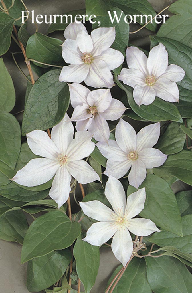 Clematis ‚Jackmanii Alba‘