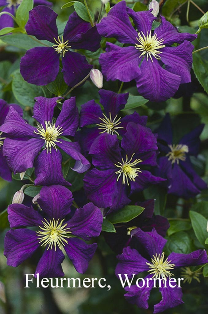 Clematis ‚Jackmanii Superba‘