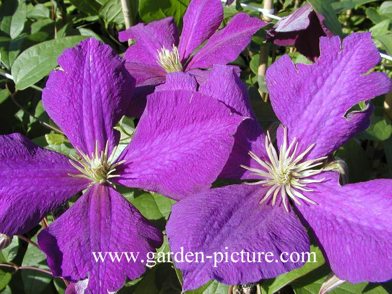 Clematis ‚Jackmanii‘