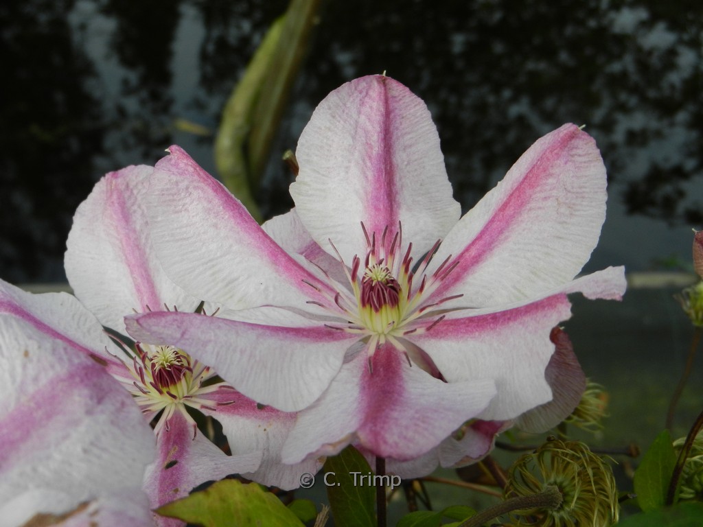 Clematis ‚Jan Pawel II‘