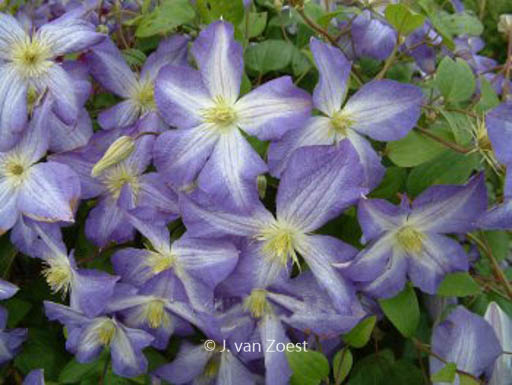 Clematis ‚Jenny‘
