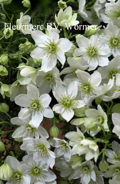 Clematis ‚Joe‘