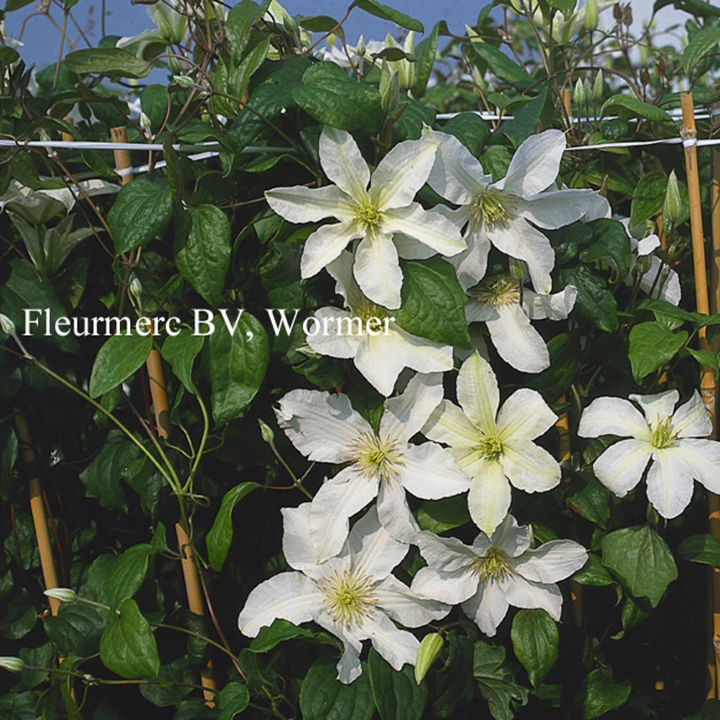 Clematis ‚John Huxtable‘