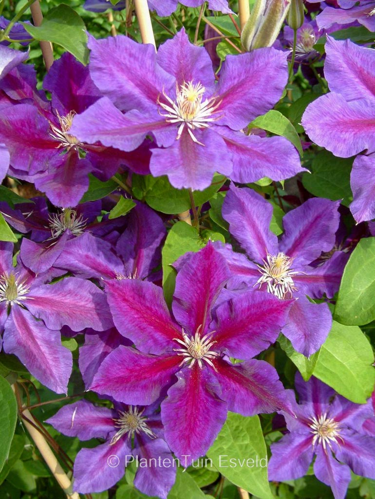 Clematis ‚Julka‘