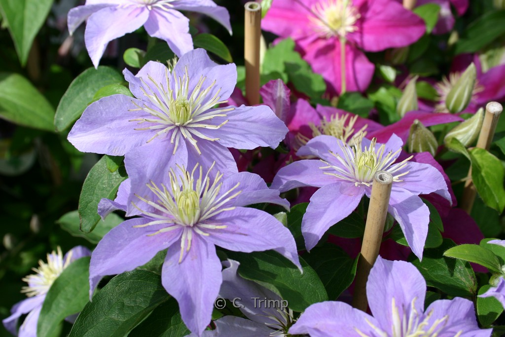 Clematis ‚Justa‘