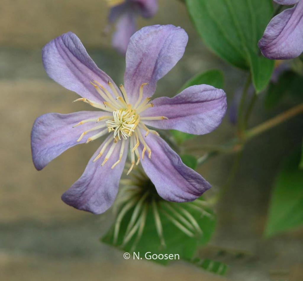 Clematis ‚Juuli‘