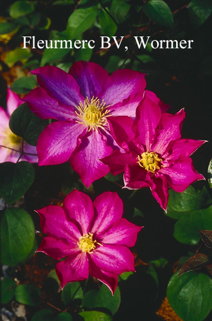 Clematis ‚Kakio‘ (PINK CHAMPAGNE)