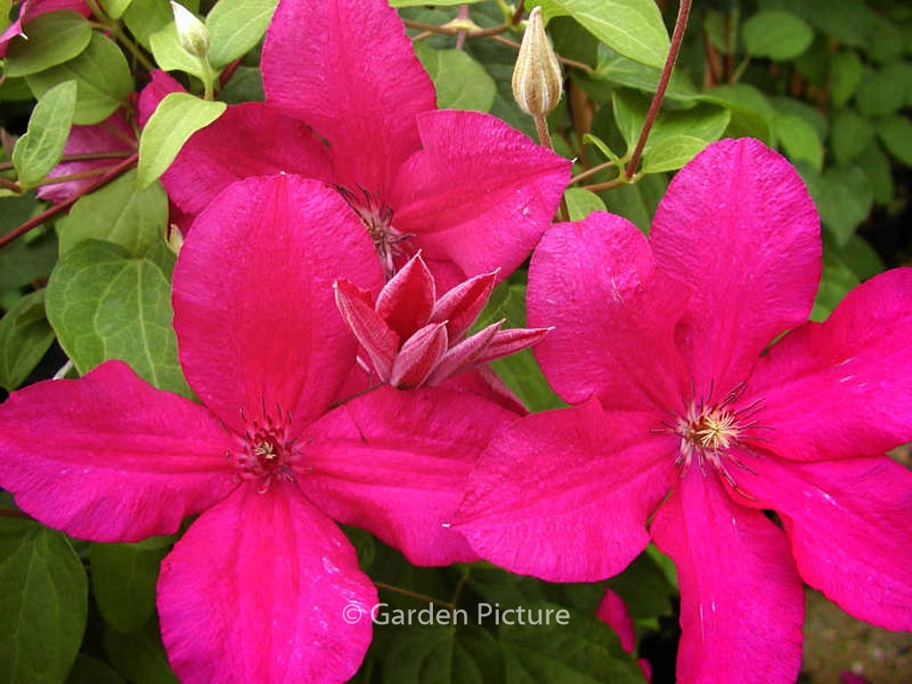 Clematis ‚Kardynal Wyszynski‘