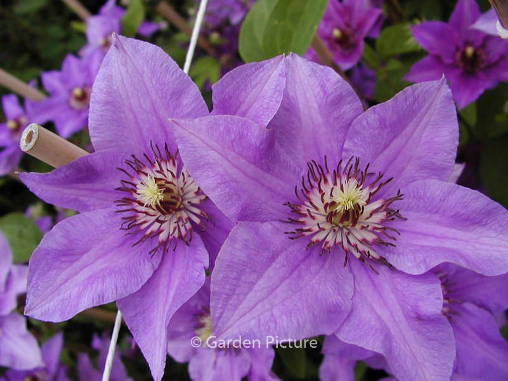Clematis ‚Koenigssohn‘