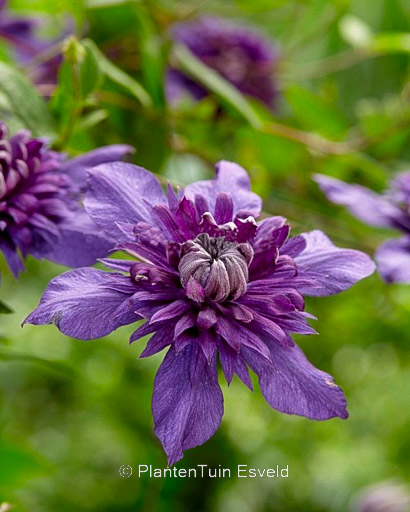 Clematis ‚Kokonoe‘