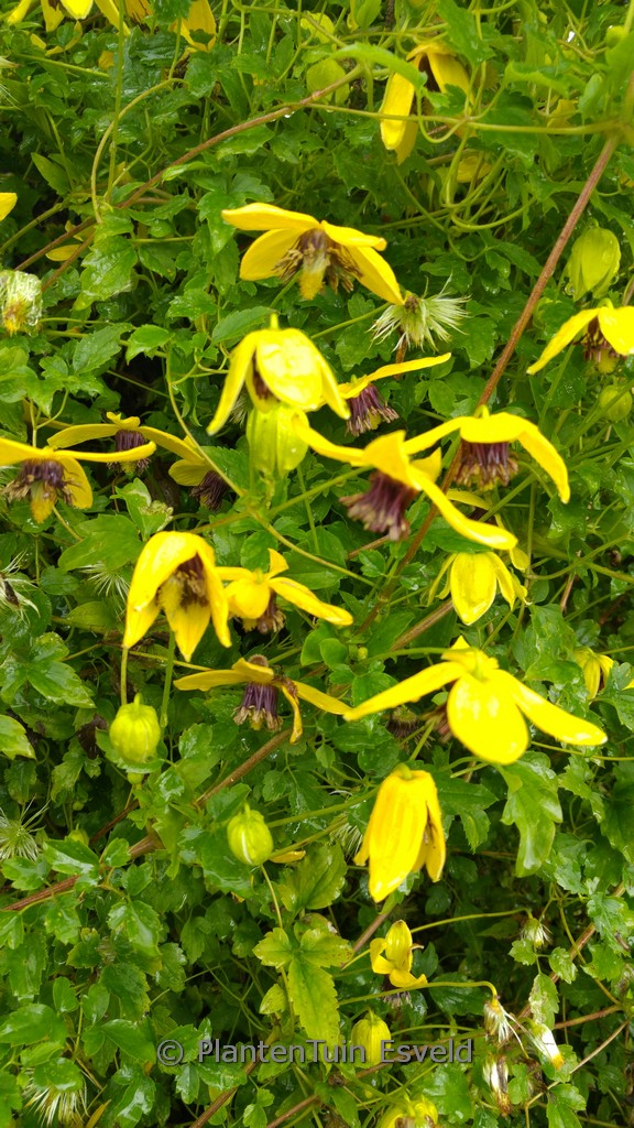 Clematis ‚Kugotia‘ (GOLDEN TIARA)