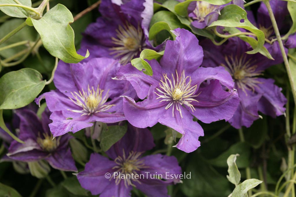 Clematis ‚Lady Betty Balfour‘