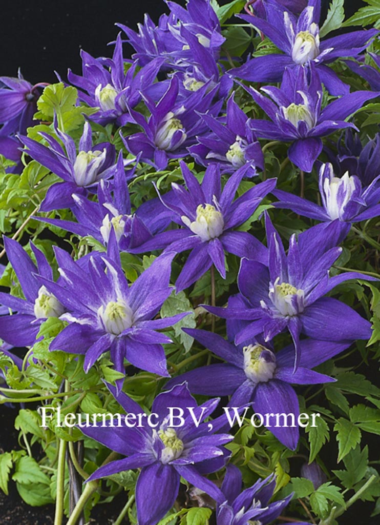 Clematis ‚Lagoon‘