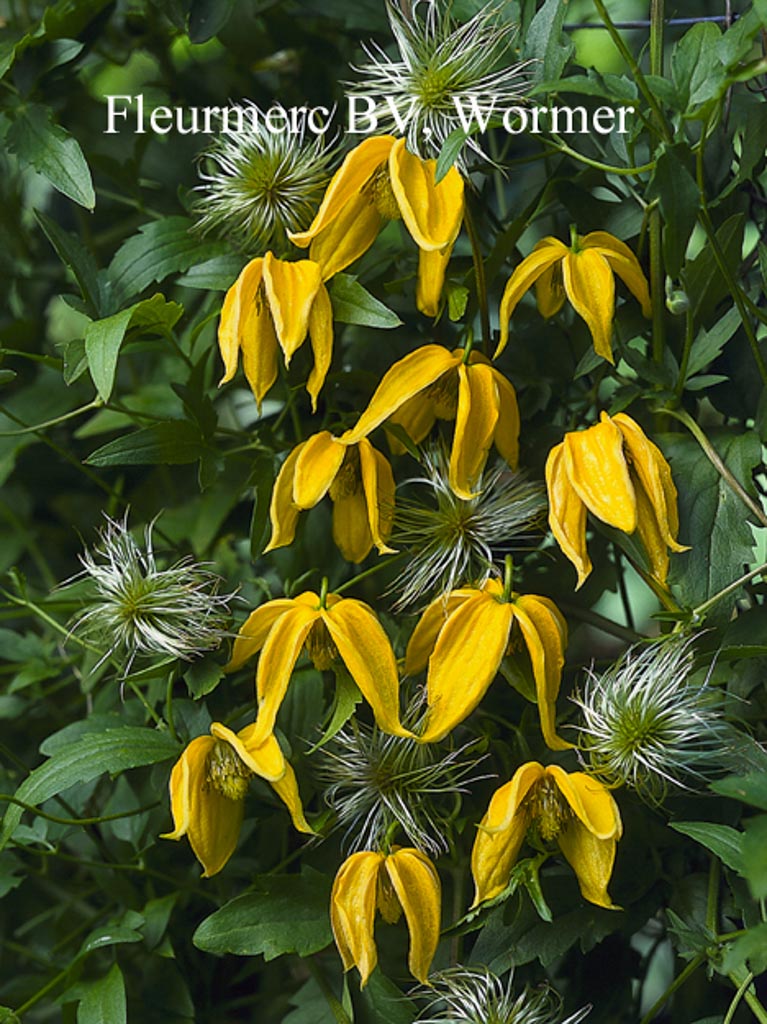 Clematis ‚Lambton Park‘