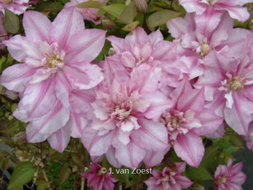Clematis ‚Lasting Love‘