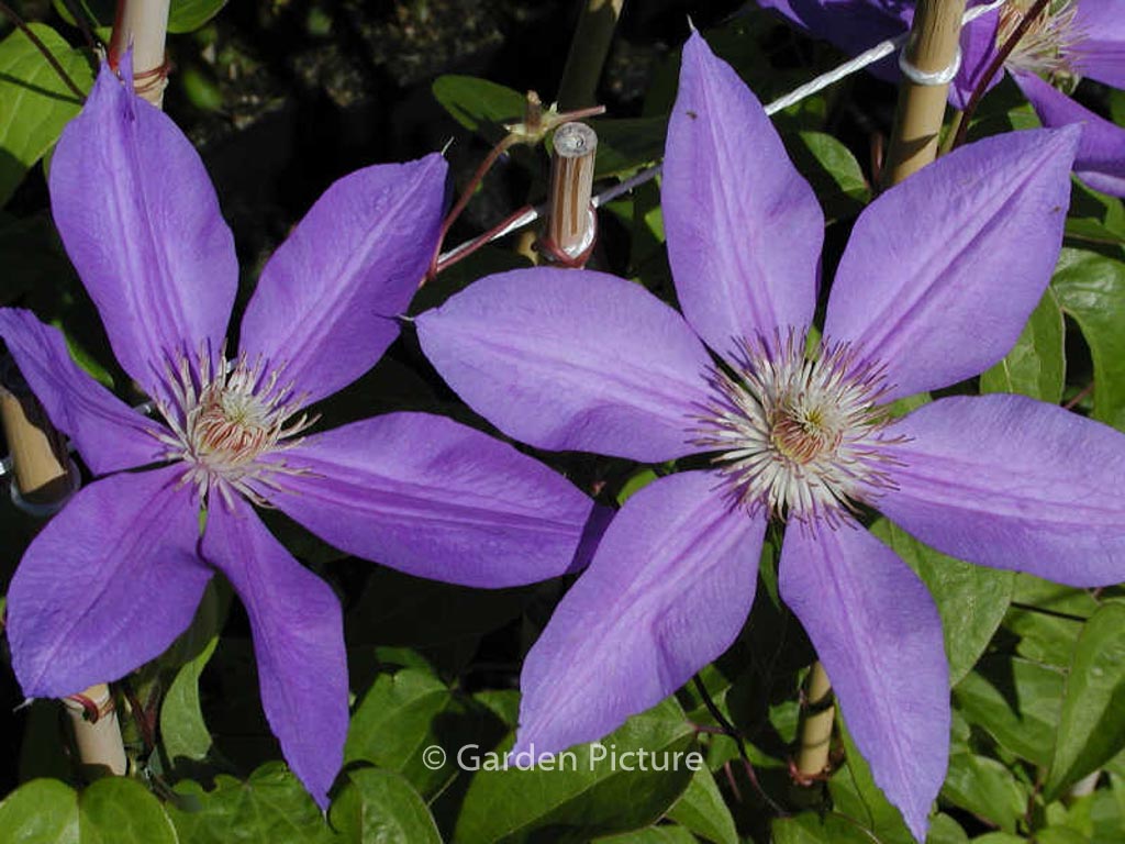 Clematis ‚Lawsoniana‘