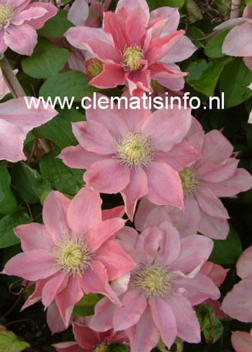 Clematis ‚Little Mermaid‘