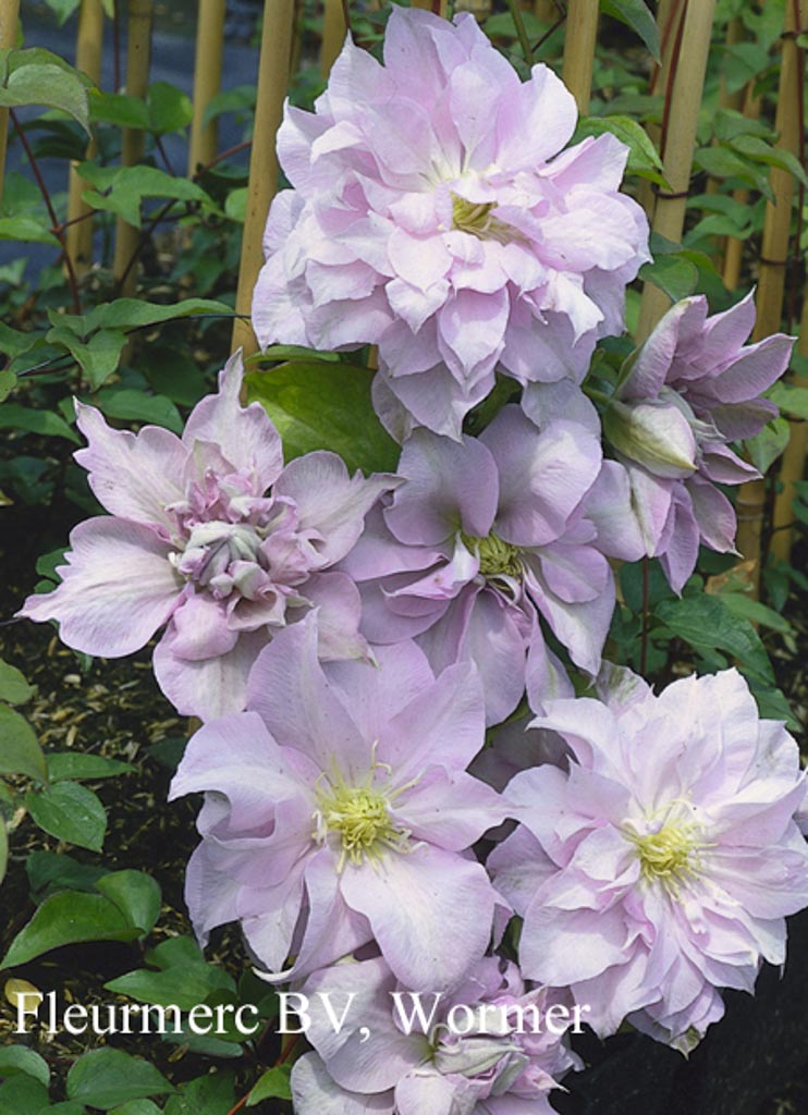 Clematis ‚Louise Rowe‘