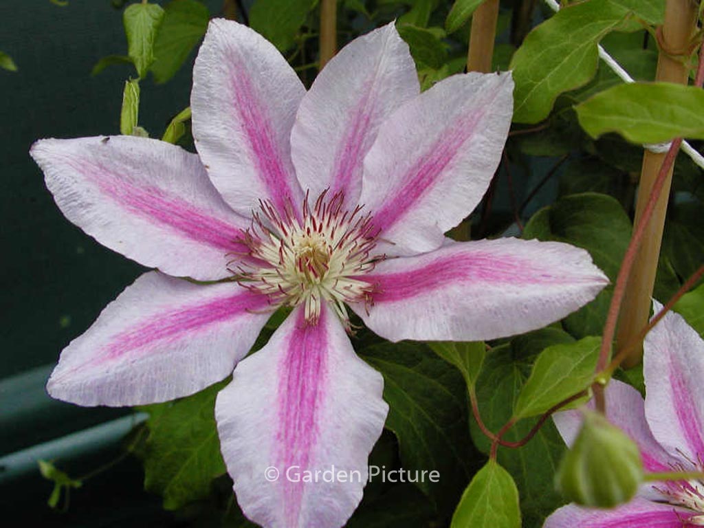Clematis ‚Love Jewelry‘
