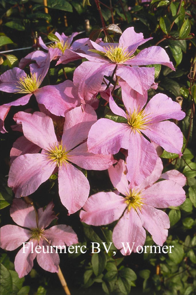 Clematis ‚Madame Baron Veillard‘