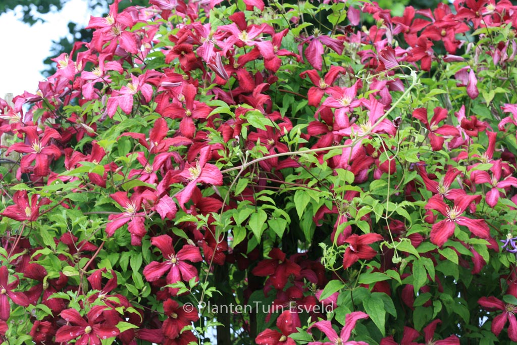 Clematis ‚Madame Julia Correvon‘