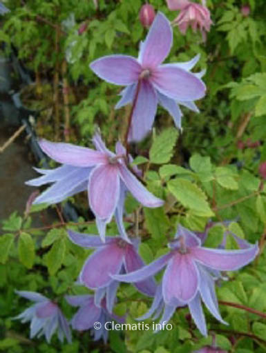 Clematis ‚Maidwell Hall‘