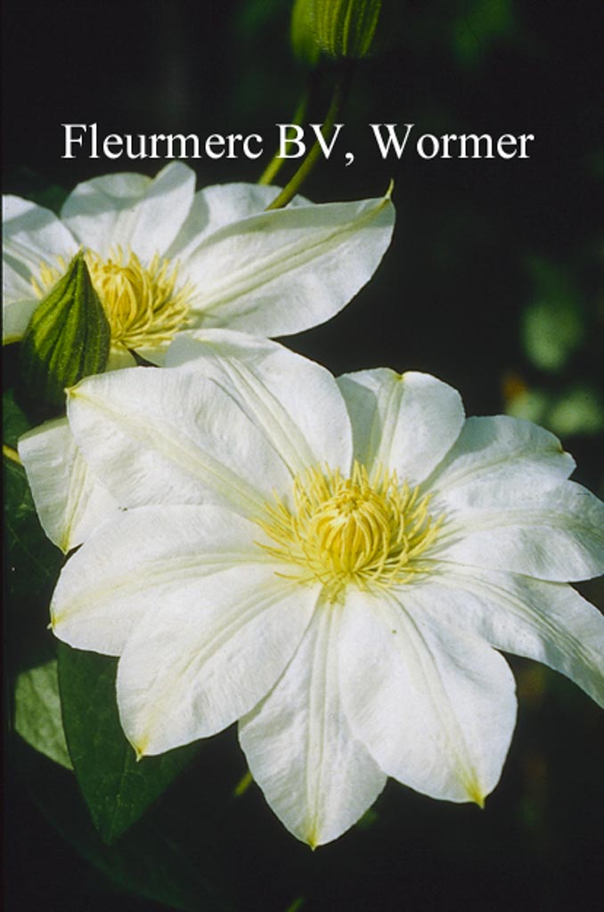 Clematis ‚Manshuu Ki‘ (WADA’S PRIMROSE)