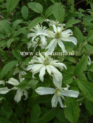 Clematis ‚Margaret Jones‘
