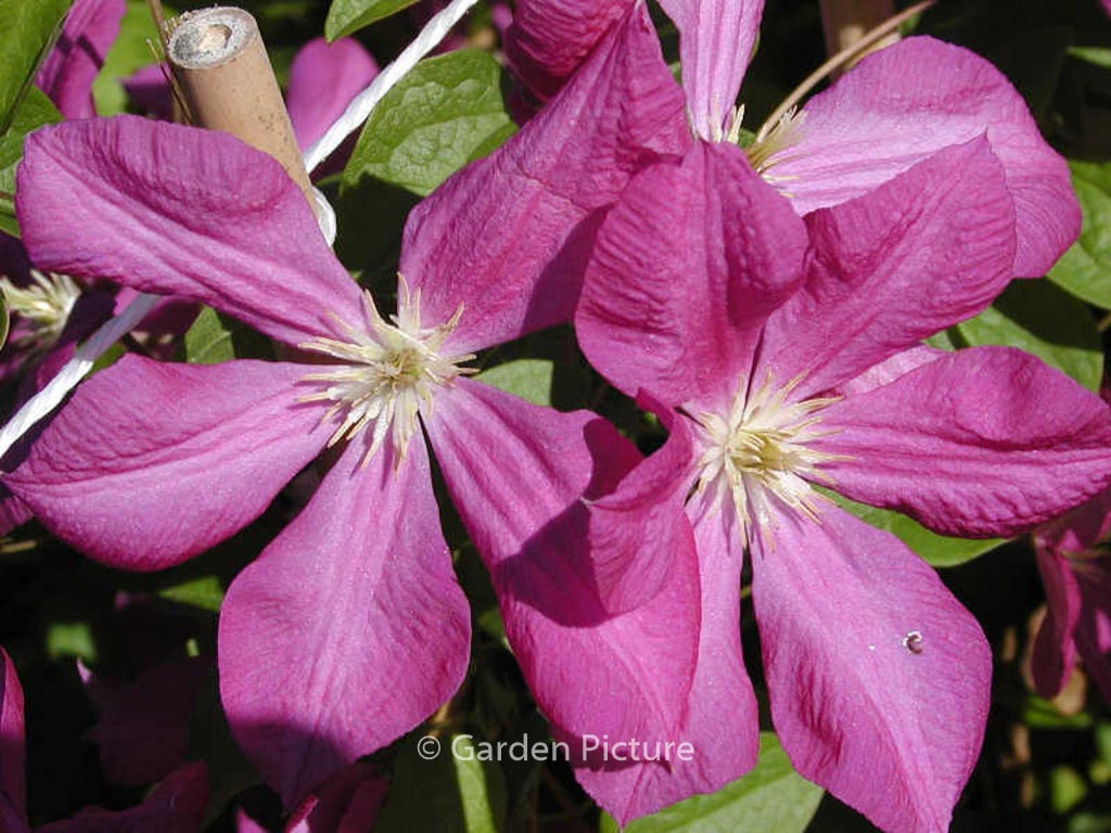 Clematis ‚Margot Koster‘