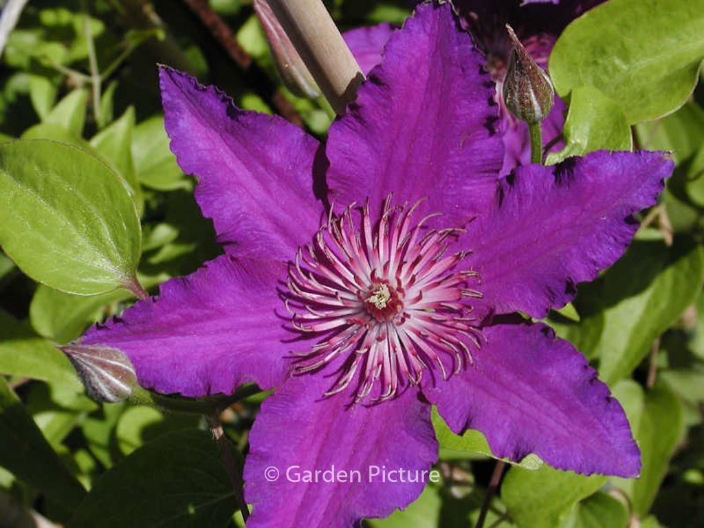 Clematis ‚Maria Louise Jensen‘