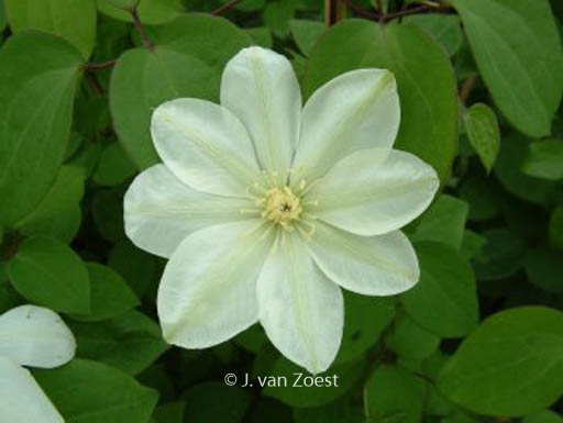 Clematis ‚Mary-Claire‘