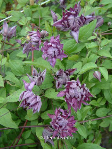 Clematis ‚Mary Rose‘