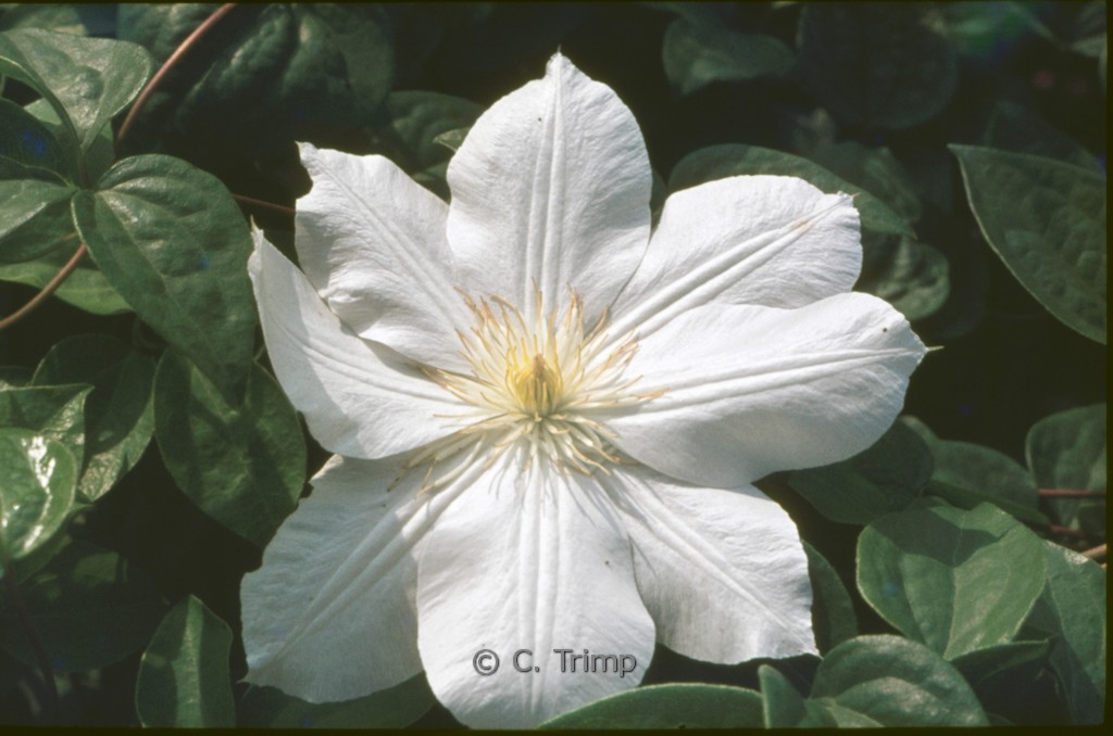Clematis ‚Mevrouw Le Coultre‘