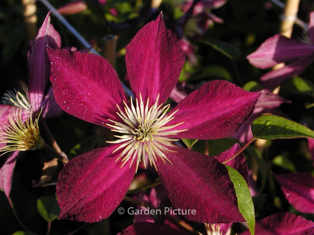 Clematis ‚Mikelite‘