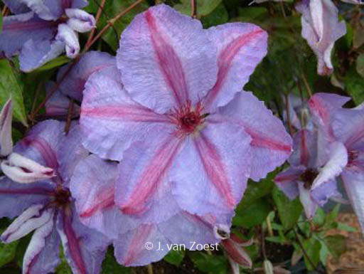 Clematis ‚Minister‘