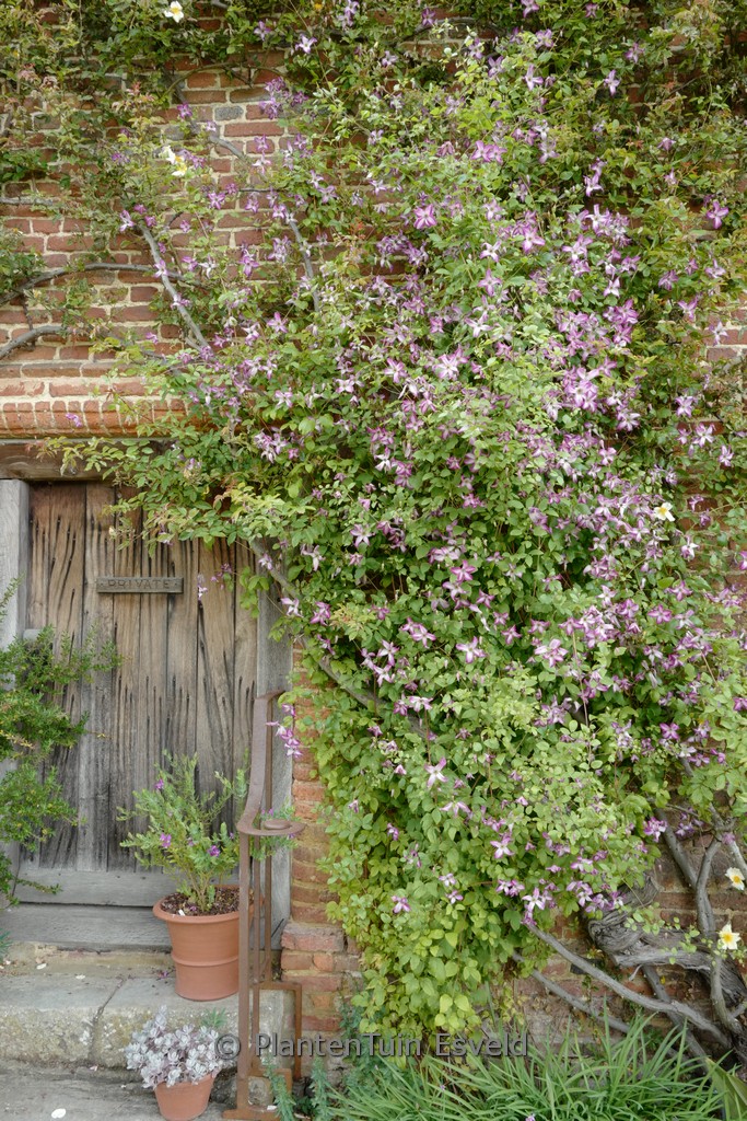 Clematis ‚Minuet‘