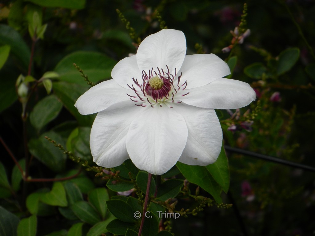 Clematis ‚Miss Bateman‘