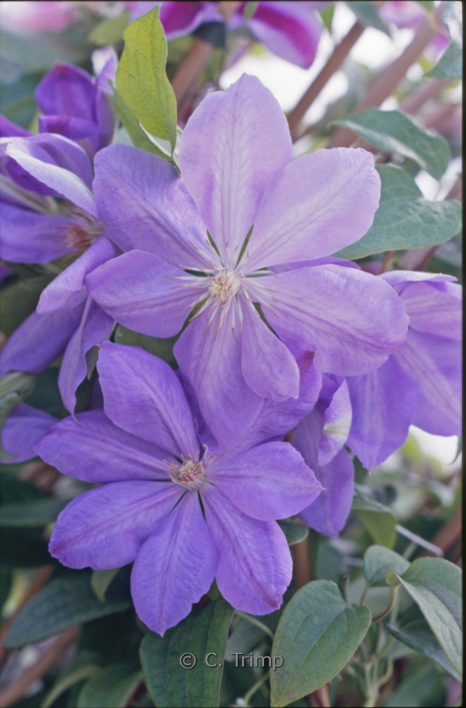 Clematis ‚Mrs. Cholmondeley‘